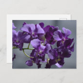 Paars Orchideeën Briefkaart (Voorkant / Achterkant)