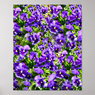 Paars Pansy Field Poster