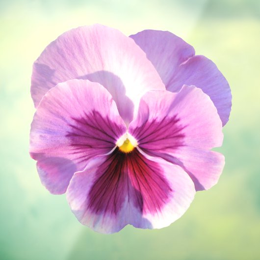 Paars Pansy Flower Raamsticker (Vel 3)