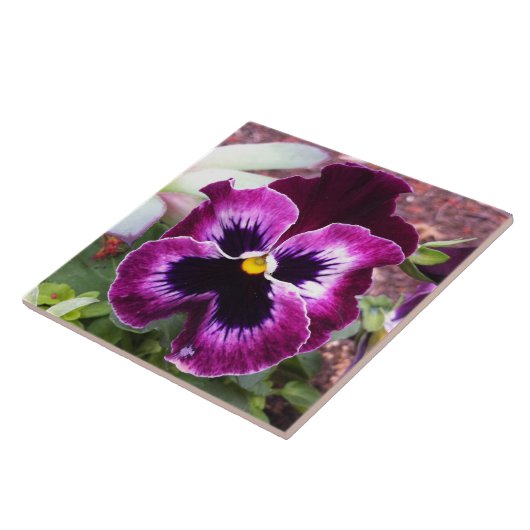 Paars Pansy Tile Tegeltje (Zijkant)