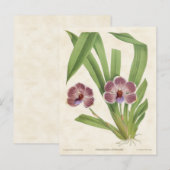 Paars Pescatorea Orchid  Botanisch Briefkaart (Voorkant / Achterkant)