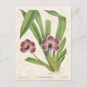 Paars Pescatorea Orchid  Botanisch Briefkaart