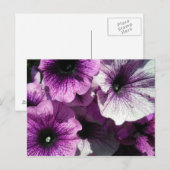Paars Petunias Briefkaart (Voorkant / Achterkant)