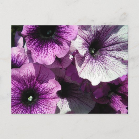 Paars Petunias Briefkaart (Voorkant)