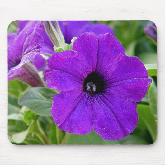 Paars Petunias Flower Mousepad Muismat (Voorkant)