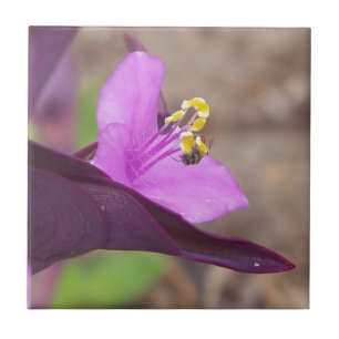 paars plant genaamd spiderwort en een kleine bijen tegeltje
