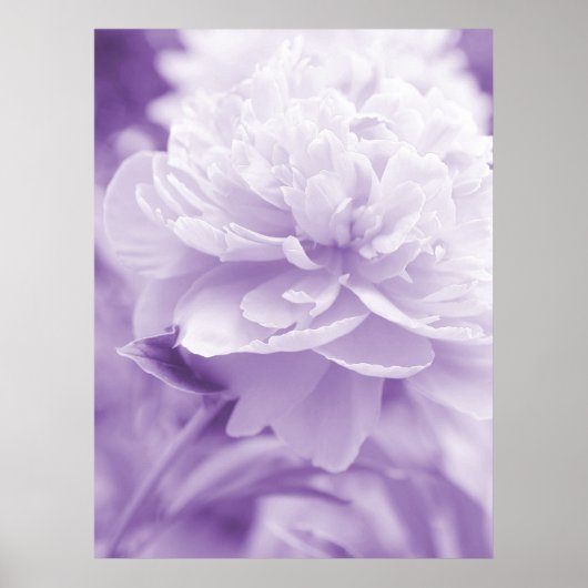 Paars Poster Peony (Voorkant)