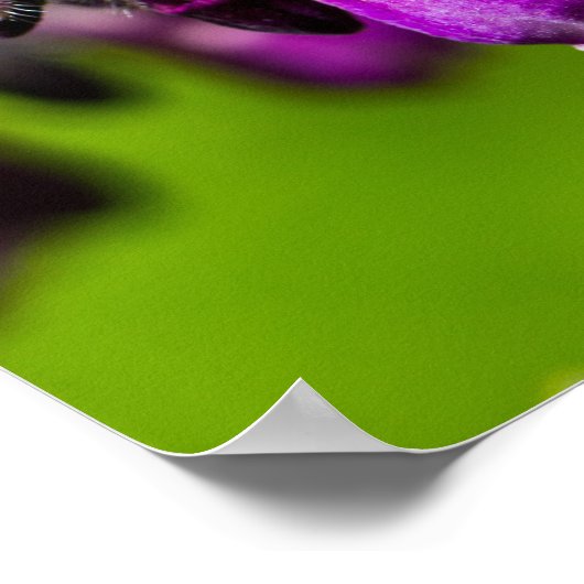 Paars Poster (steen) (Hoek)