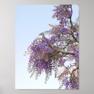 Paars Poster Wisteria