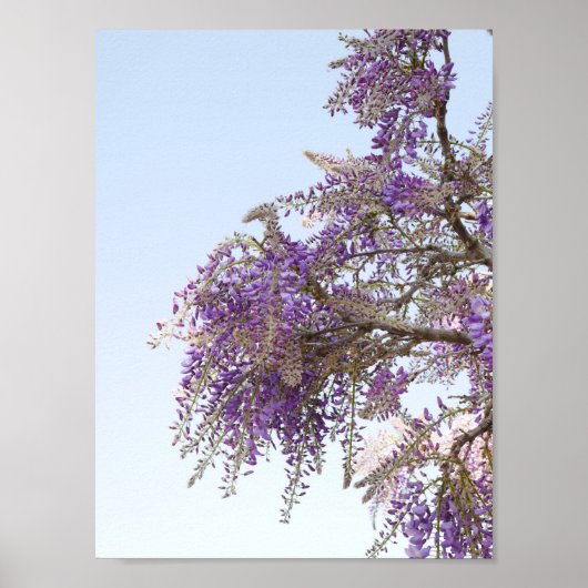 Paars Poster Wisteria (Voorkant)