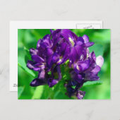 Paars Prairie Alfalfa Briefkaart (Voorkant / Achterkant)