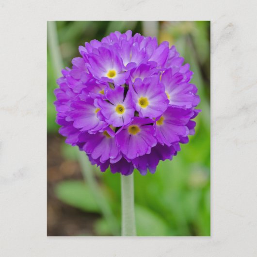 Paars Primula Bloed Briefkaart (Voorkant)