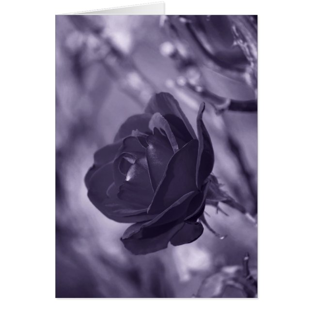 Paars Roos (Voorkant)