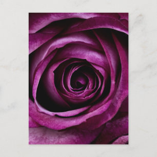 Paars Roos Briefkaart