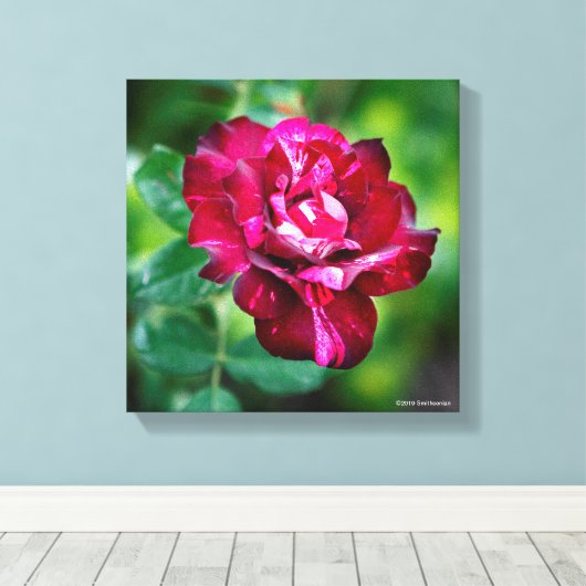 Paars Roos Tiger Canvas Afdruk (Insitu (Houten vloer))