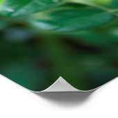 Paars Roos Tiger Poster (Hoek)