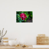 Paars Roos Tiger Poster (Keuken)