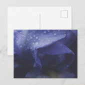 Paars Roos ventilator Briefkaart (Voorkant / Achterkant)