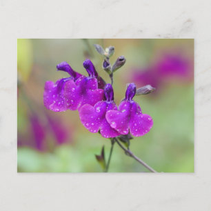 Paars Salvia Flowers Briefkaart