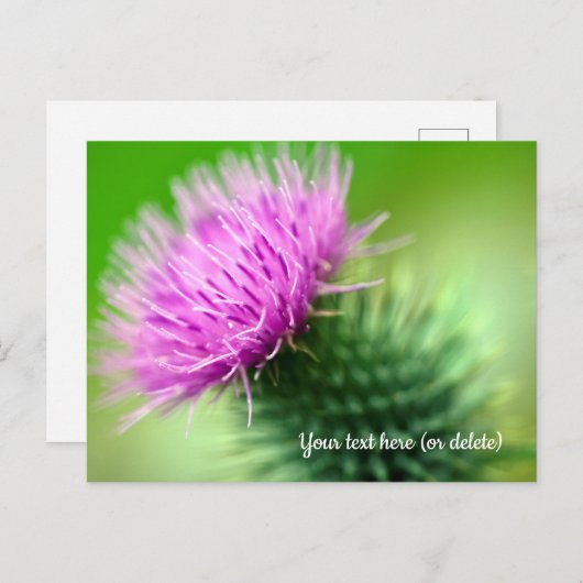 Paars Thistle Briefkaart (Voorkant / Achterkant)