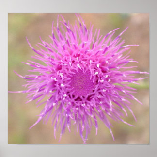 Paars Thistle Flower Poster