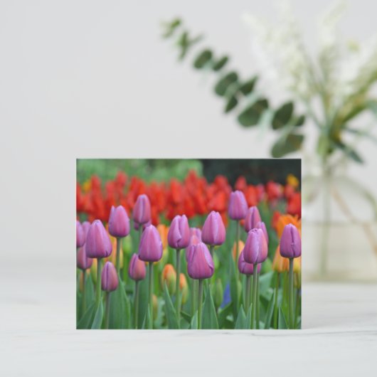 Paars tuipuiltuin briefkaart (Staand voorkant)