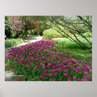 Paars Tulpen (3033) Poster