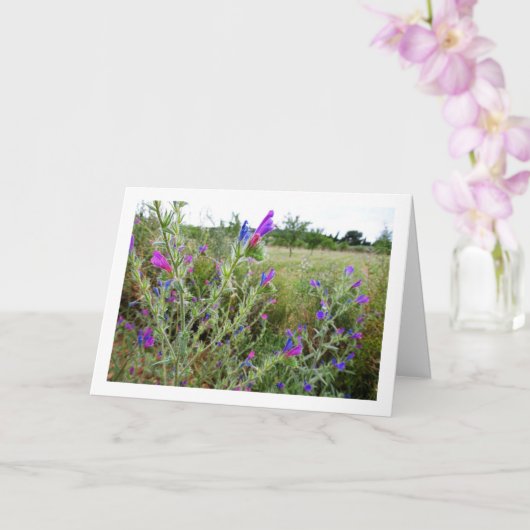 Paars Viper's buggloss, Echium Plant Kaart (Orchidee)