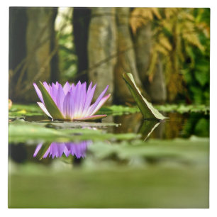PAARS WATER LICHT WEERGEVEN IN EEN POND TEGELTJE