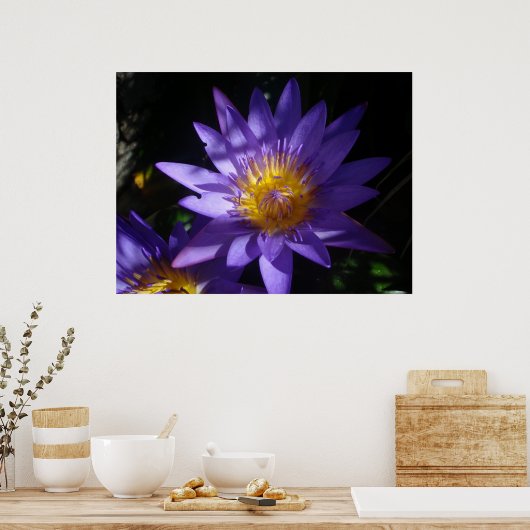 Paars Water Lily Poster (Keuken)