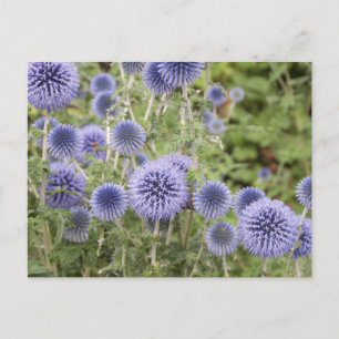 Paars Wereldbol Thistles in een Zwitserse tuin Briefkaart