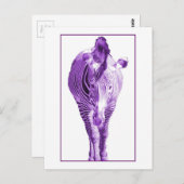 Paars Zebra Briefkaart (Voorkant / Achterkant)
