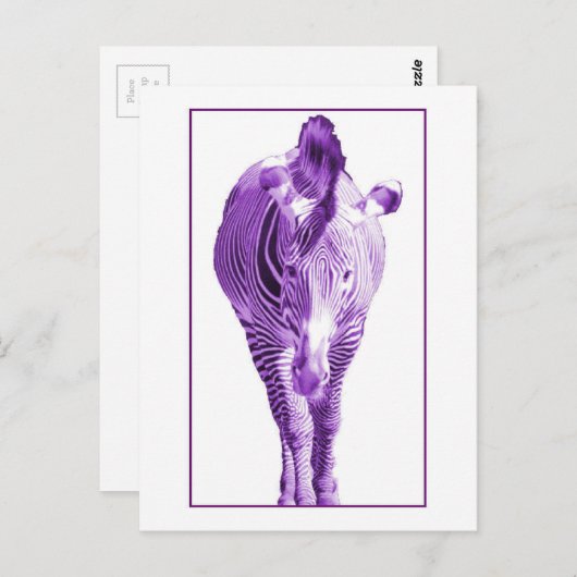 Paars Zebra Briefkaart (Voorkant / Achterkant)