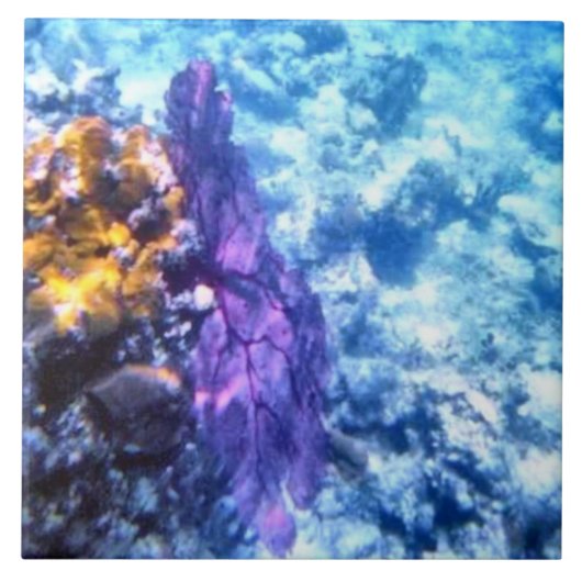 Paars Zee Fan Tile Tegeltje (Voorkant)