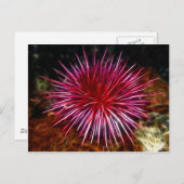 Paars Zee Urchin Briefkaart (Voorkant / Achterkant)