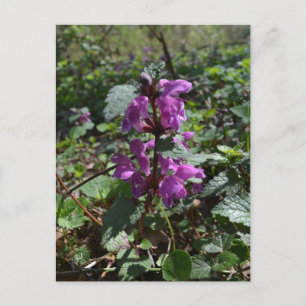 Paarse aartsengel (Lamium purpureum) in bloei Briefkaart