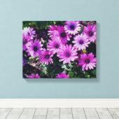 Paarse Afrikaanse Daisies geknette blik Canvas Afdruk (Insitu (Houten vloer))