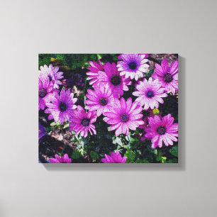 Paarse Afrikaanse Daisies geknette blik Canvas Afdruk