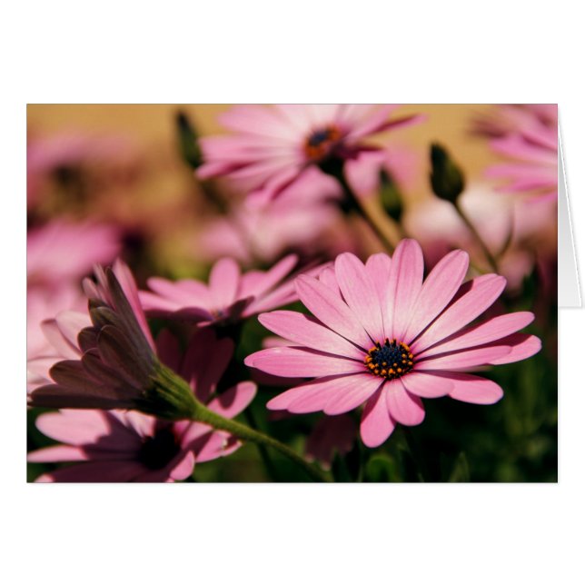 Paarse Afrikaanse Daisy (Voorkant Horizontaal)