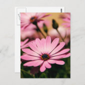 Paarse Afrikaanse Daisy Briefkaart (Voorkant / Achterkant)