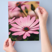 Paarse Afrikaanse Daisy Flyer (Hand)