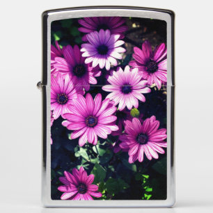 Paarse Afrikaanse Madeliefjes Bloemen