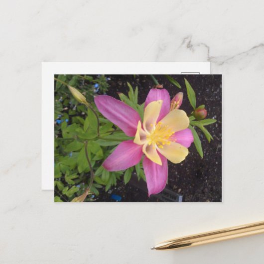 Paarse Alaskan Flower Briefkaart (Voorkant / Achterkant in situ)