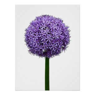 Paarse Allium Bloei op Witte Achtergrond Perfect Poster