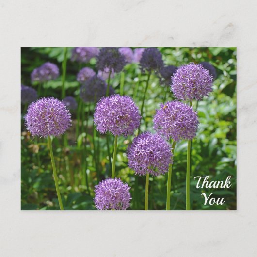 Paarse Allium Flowers Hartelijk dank Briefkaart (Voorkant)