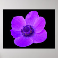 Paarse Anemone Postyer