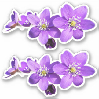 Paarse Anemoon Hepatica Bloemen Vinyl Sticker