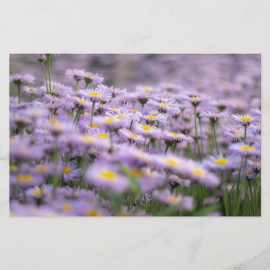 Paarse Aster Flowers Briefpapier (Voorkant)