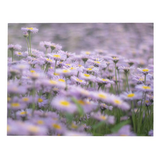 Paarse Aster Flowers Notitieblok (Voorkant)