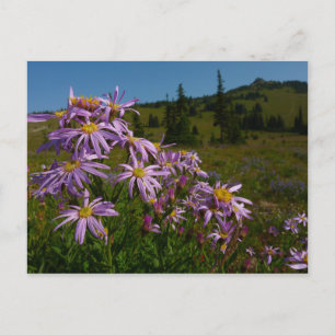 Paarse Aster Flowers op Mount Rainier Briefkaart
